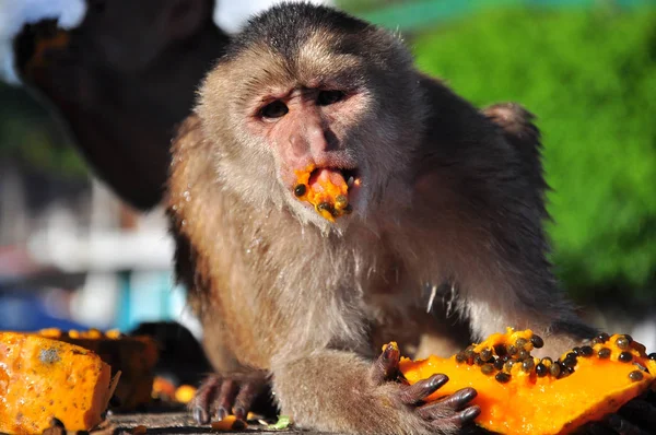 Μια μαϊμού καπουτσίνα που τρώει παπάγια — Φωτογραφία Αρχείου
