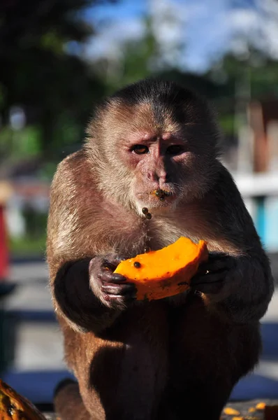 Um macaco cappuchino comendo mamão — Fotografia de Stock