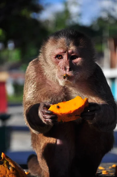 A cappuchine monkey eating papaya