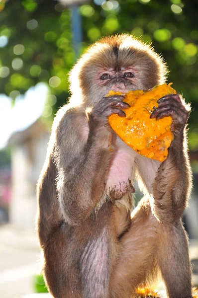 A cappuchine monkey eating papaya