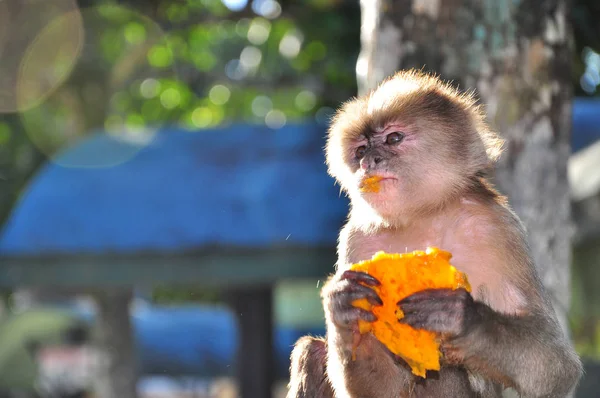 Μια μαϊμού καπουτσίνα που τρώει παπάγια — Φωτογραφία Αρχείου
