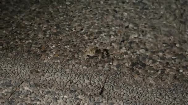 夜のウォータープールで小さなカエル — ストック動画