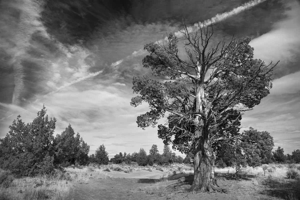 Ardıç, Oregon Badlands