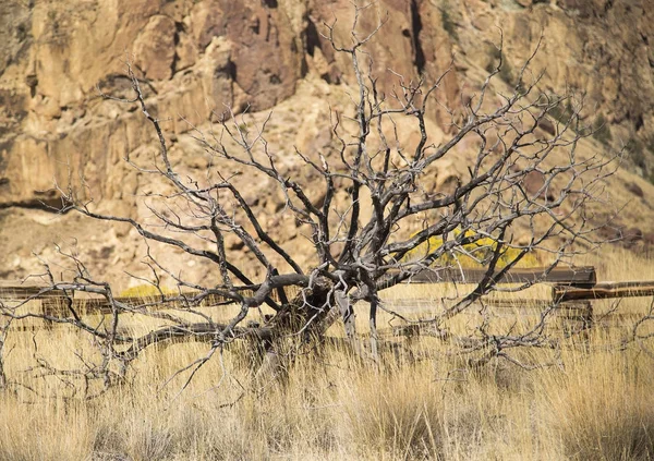 Мертве дерево в Сміт рок State Park, Центральний Орегон — стокове фото