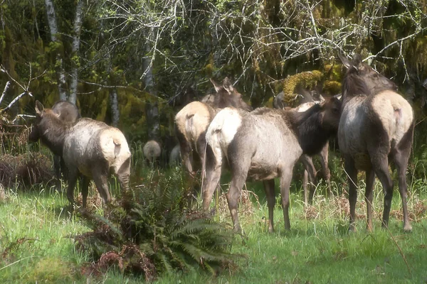 Dört Roosevelt Elk white dress no bra — Stok fotoğraf
