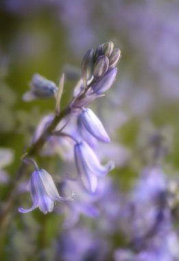 Bir makro lens ile çekim bluebells fotoğrafı.
