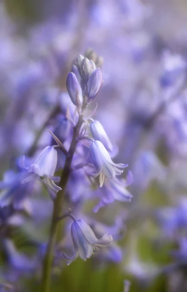 Photo Bluebells Shot Macro Lens — Stock Photo, Image