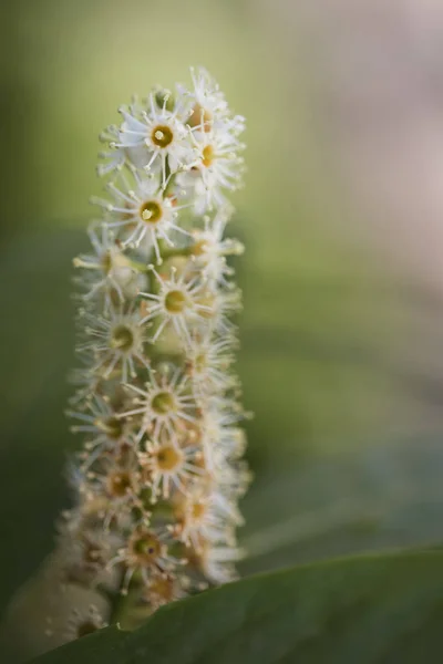 Photo White Laurel Hedge Flower Shot Macro Lens — Stock Photo, Image