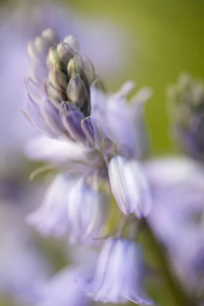 Photo Bluebells Shot Macro Lens Deliberate Double Exposure — Stock Photo, Image