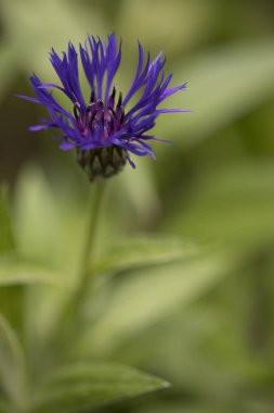 Bir makro lens ile fotoğraf bekarlığa veda'nın düğmesinin vurdu.