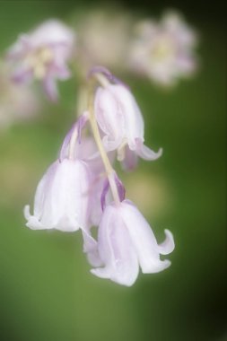 Bir makro lens ile çekim bluebells fotoğrafı.