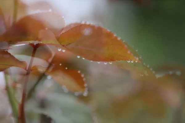 Photo Rose Leaves Water Drops Shot Macro Lens — Stock Photo, Image