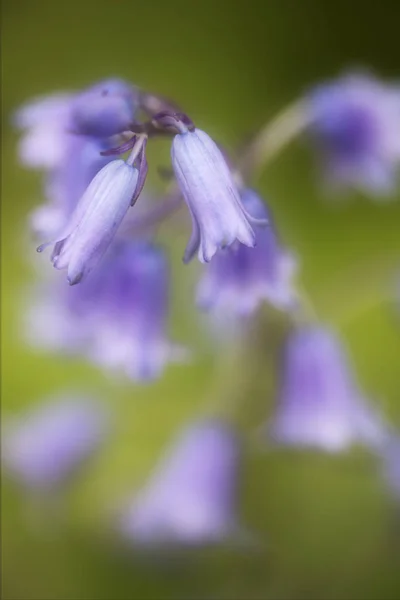 Photo Bluebells Shot Macro Lens — Stock Photo, Image