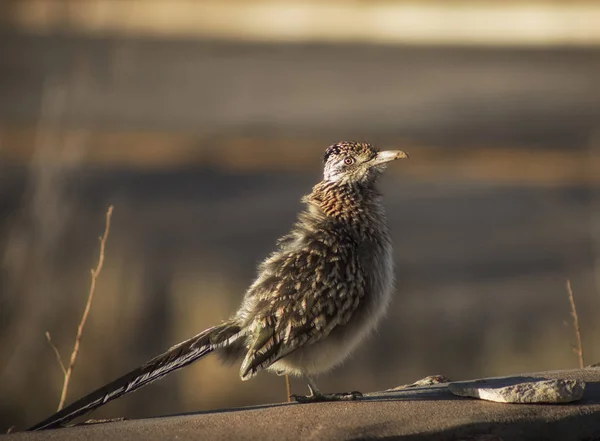 Návrat Roadrunneru — Stock fotografie