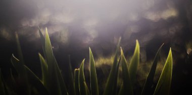 Kabarcık arka planlı bir iris fotoğrafı. Klasik manuel odaklı lens (Meyer-Gorlitz Domiplan 50mm f2.8 vurgulanmış bokeh için f2.8.