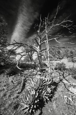Ön planda agave olan ölü bir ağacın siyah beyaz fotoğrafı. Silver City 'nin kuzeyinde, New Mexico' da Gila Ulusal Ormanı 'nın güney ucunda vuruldu..