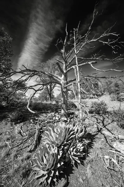 Черно Белое Фото Мертвого Дерева Агавой Переднем Плане Снимок Сделан — стоковое фото