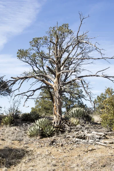 Foto Eines Abgestorbenen Baumes Und Agaven Rande Des Gila National — Stockfoto