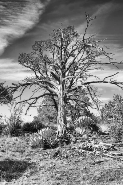 Foto Ett Dött Träd Och Agaves Kanten Gila National Forest — Stockfoto