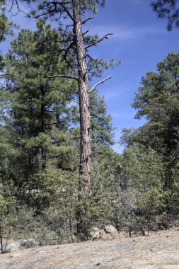 Fotoğraf: Silver City, New Mexico yakınlarındaki Gila Ulusal Ormanı. 