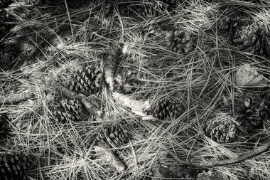Silver City, New Mexico yakınlarındaki Gila Ulusal Ormanı 'nın orman zemininin siyah beyaz fotoğrafı. Çam iğneleri, kozalaklar ve çubuklardan oluşan bir koleksiyon.. 