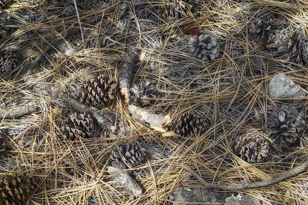 Foto Del Suelo Forestal Del Bosque Nacional Gila Cerca Silver —  Fotos de Stock