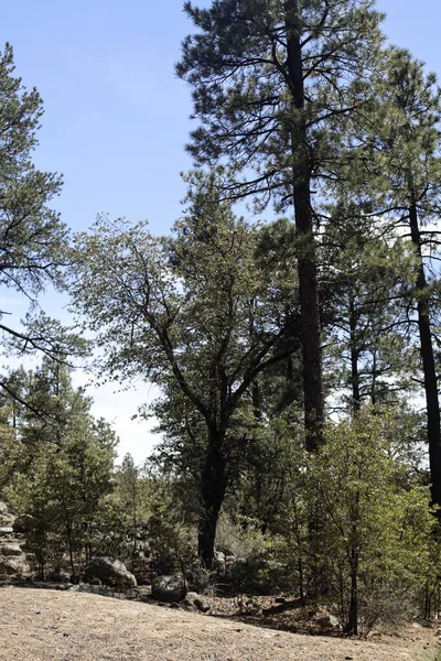 Фото Гильского Национального Леса Рядом Силвер Сити Нью Мексико — стоковое фото