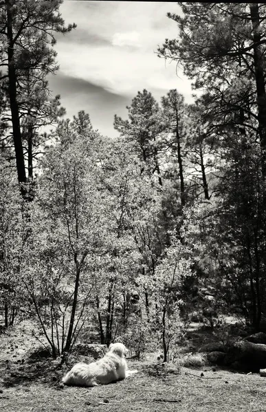 Černobílá Fotografie Krásného Zlatého Retrívra Gila National Forest Poblíž Silver — Stock fotografie