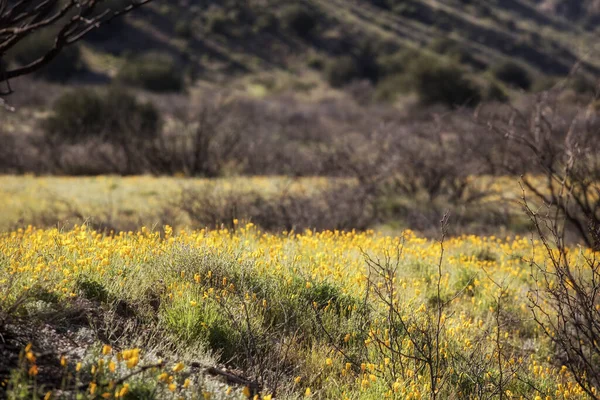 Ein Farbfoto Von Einem Feld Schöner Mohnblumen Aus New Mexico — Stockfoto