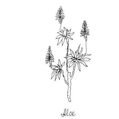 Beyaz arka plan üzerinde izole aloe tesisi