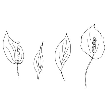 Beyaz arkaplanda izole edilmiş ana hatların varyasyonu