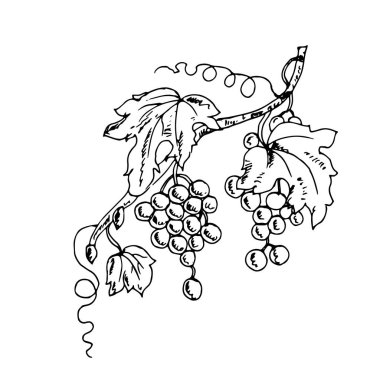 üzüm yaprakları ile şube