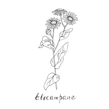 Tek bitki beyaz arkaplanda izole edildi