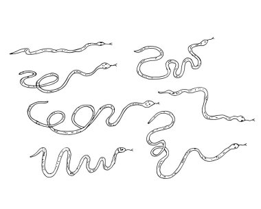 Beyaz arkaplanda izole edilmiş yılan çeşitleri