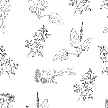 Beyaz arkaplanda izole edilmiş otlar