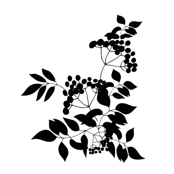 白い背景に孤立した葉を持つ黒い果実 — ストックベクタ