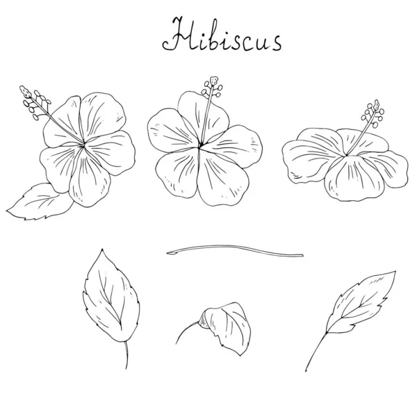 Beyaz arka plan üzerinde izole hibiscus çiçek