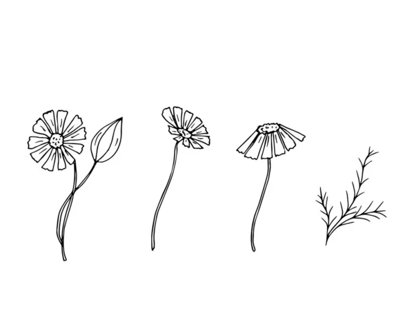 Kalla Fleurs Isolées Sur Fond Blanc — Image vectorielle