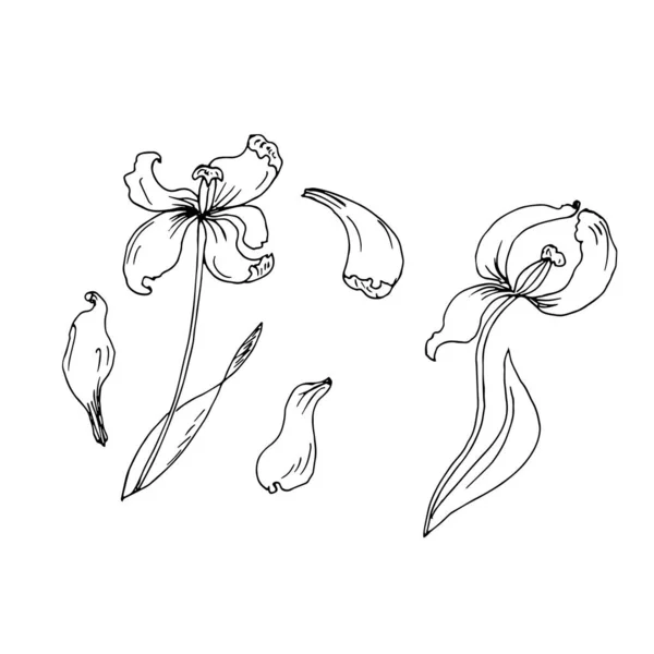 Tulpen Mit Blütenblättern Isoliert Auf Weißem Hintergrund — Stockvektor