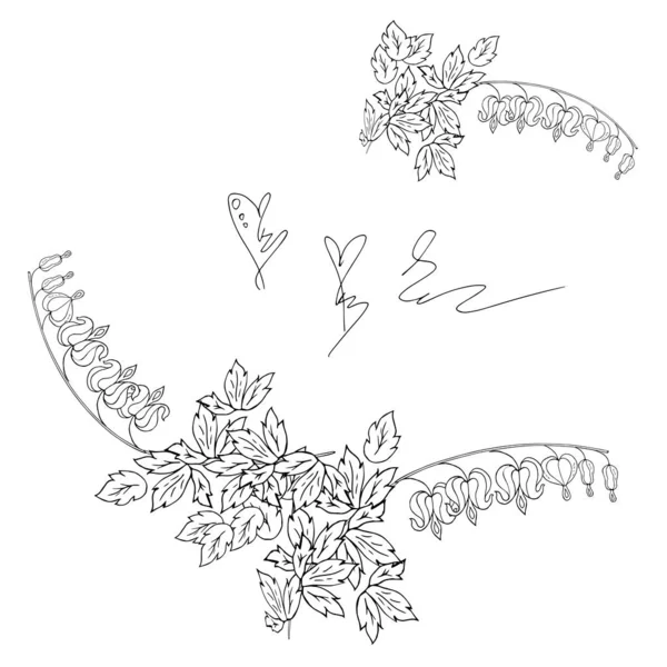 27 Dicentra Vector Images Depositphotos