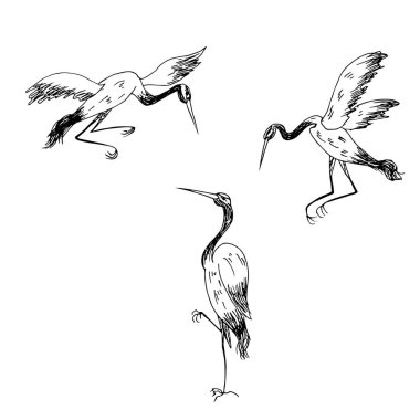 Beyaz arkaplanda yalıtılmış leylekler