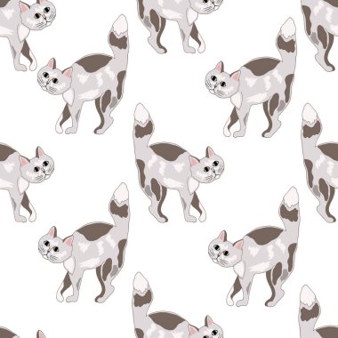 kediler beyaz arkaplanda izole