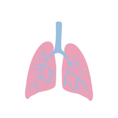 Akciğerler beyaz arkaplanda izole