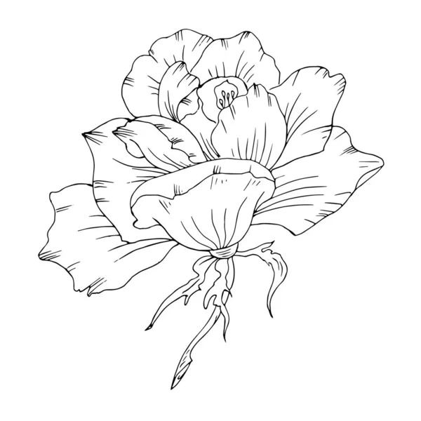 白色背景的花朵 — 图库矢量图片