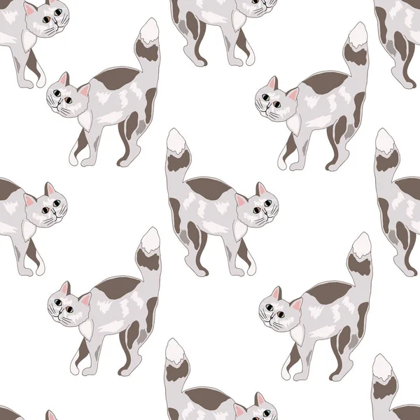 kediler beyaz arkaplanda izole