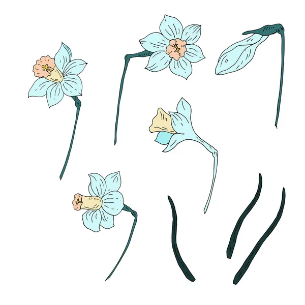 Квіти Ізольовані Білому Тлі — стоковий вектор
