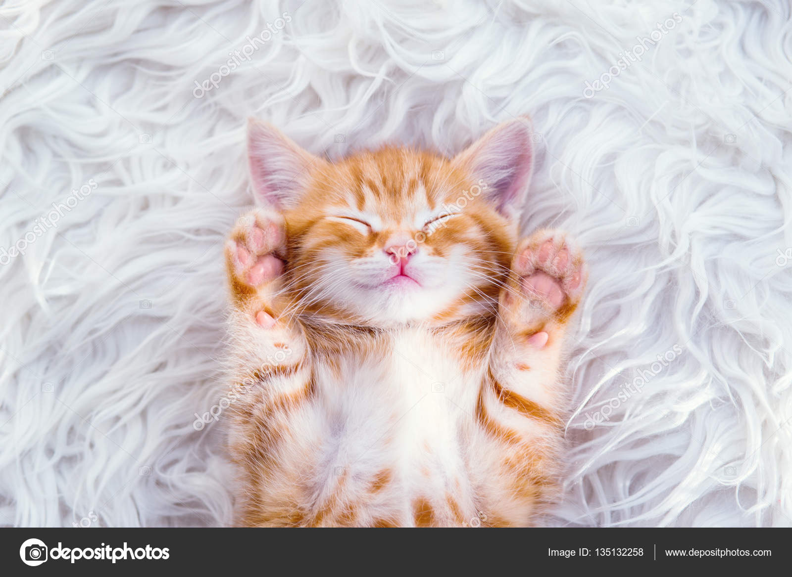Cute little red kitten sleeps on fur Stock Photo marchibas 135132258