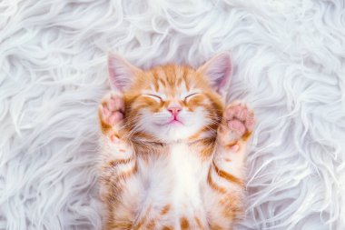 Sevimli küçük kırmızı kedi kürk üzerinde uyuyor 