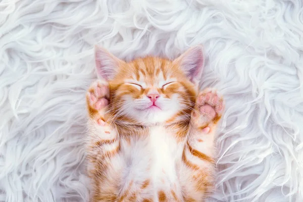 Cute little red kitten sleeps on fur — Stock Photo, Image