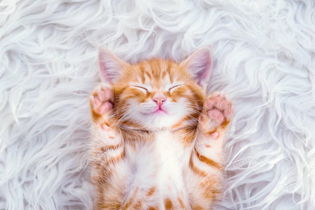 Cute little red kitten sleeps on fur 